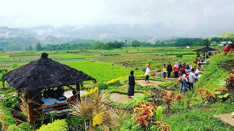Agrowisata Pisang
